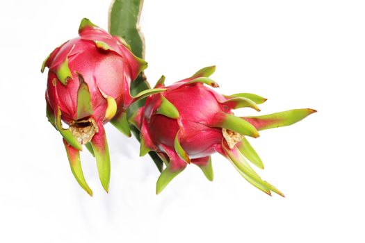 dragon fruit 