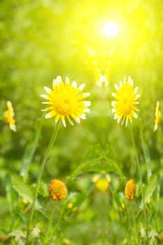 Beautiful yellow flower in field 