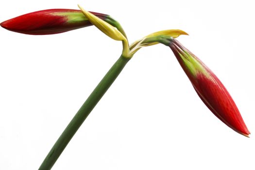 Red lily isolated on white