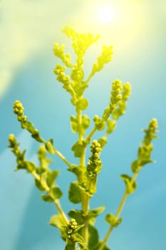 lettuce flowers