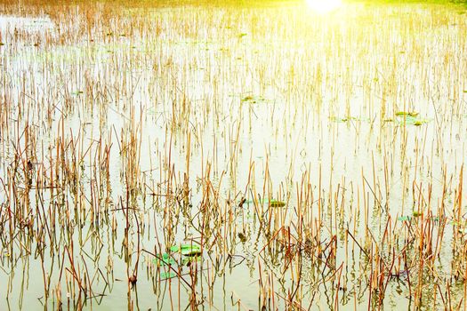 lotus pond