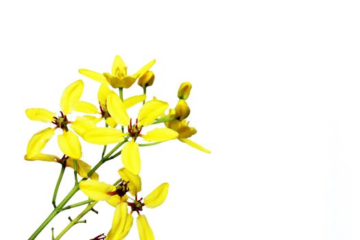 Yellow flowers background