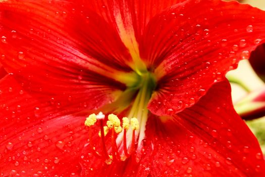 beautiful red lily 