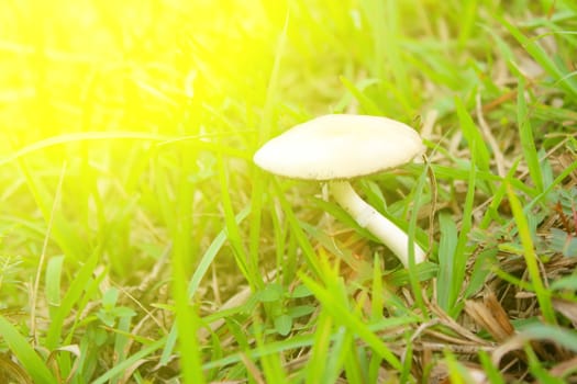 mushroom in nature 