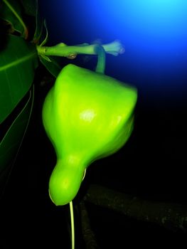 green fruit on a black background 