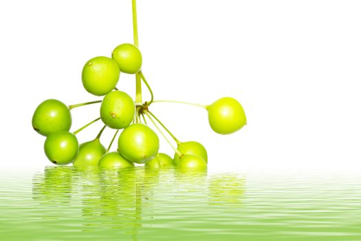 green fruit bunch