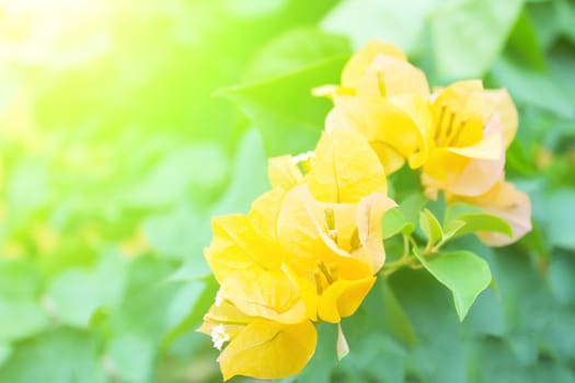 Soft-focus close-up of yellow flowers 