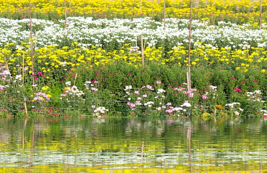 colorful spring flowers 