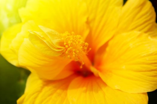yellow hibiscus