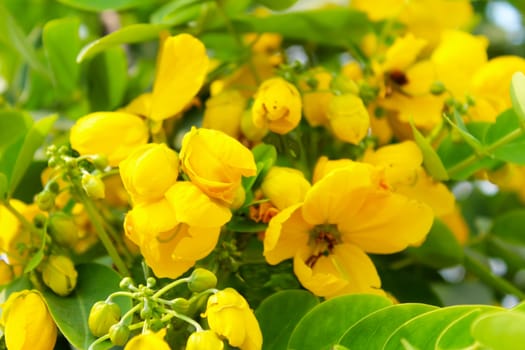 Beautiful yellow flowers