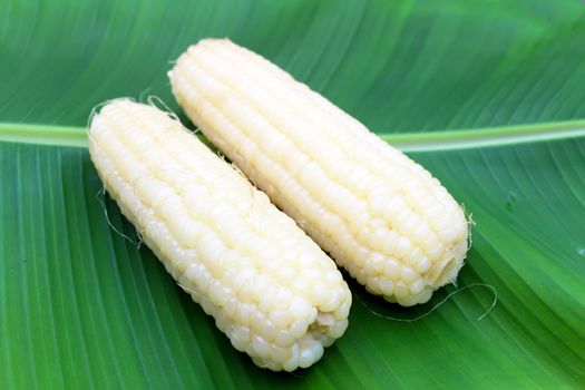 boiled corn on banana leaf