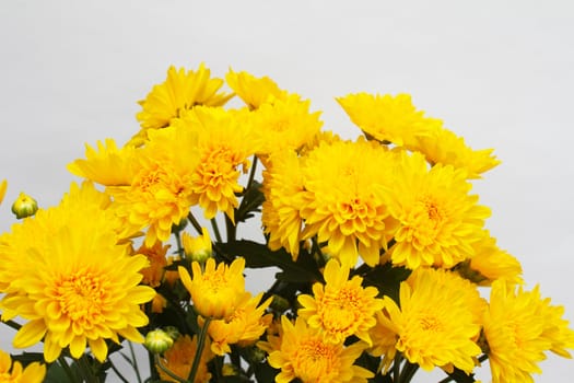yellow flower isolated on white background