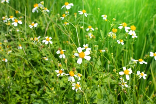 White flowers blooming