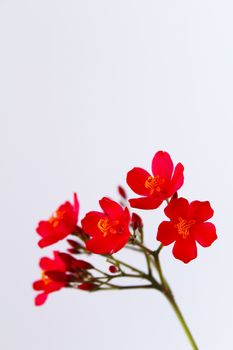 red flowers isolated on white background