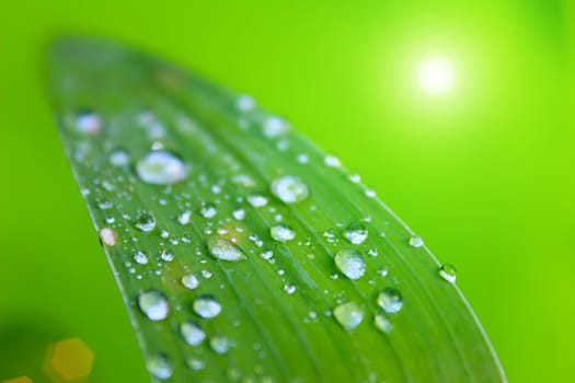 dew drops on leaves