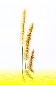 grass isolated on white background 