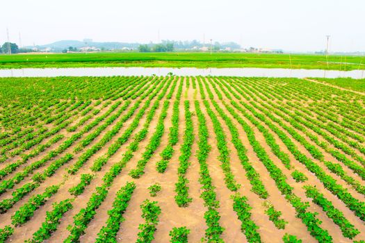 Peanuts fields 