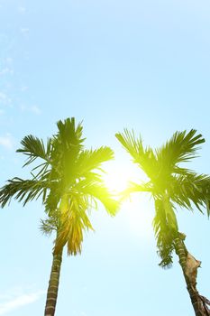 palm tree in rural Vietnam