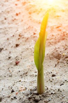 seedlings grown in sand