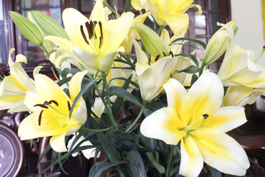 Lily
