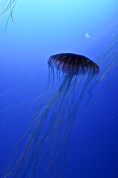 jellyfish in an aquarium tank