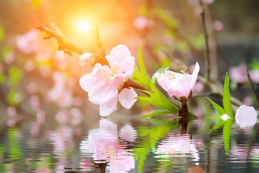 peach flowers
