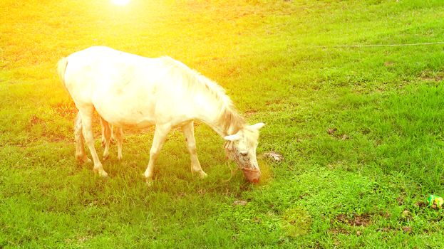 horse grazing in a field