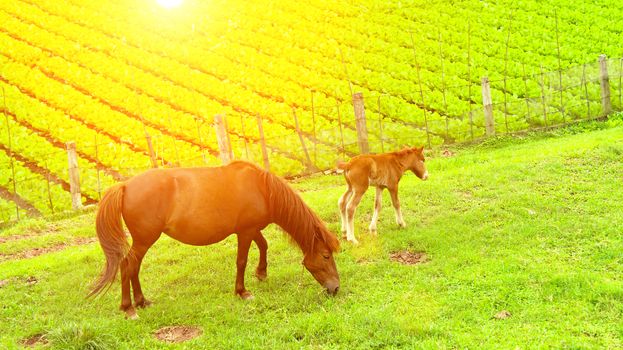 horse grazing in a field


