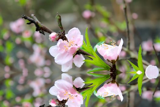 peach flowers