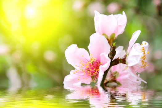 peach flowers