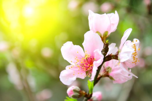 peach flowers