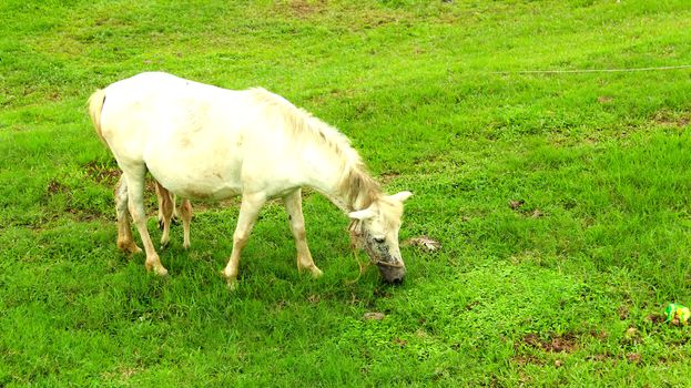 horse grazing in a field
