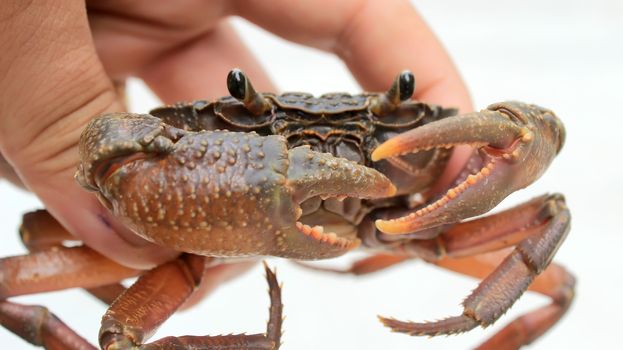 crab