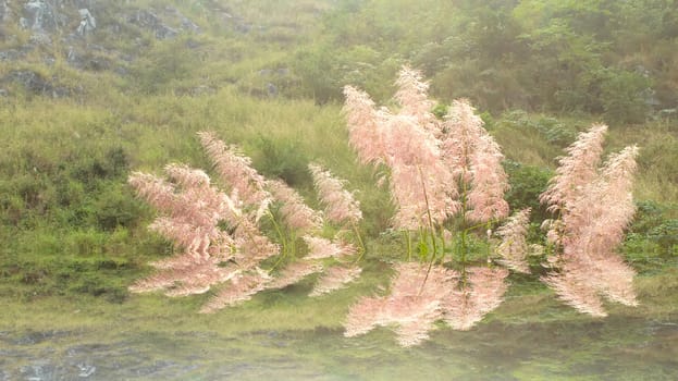 feather grass
