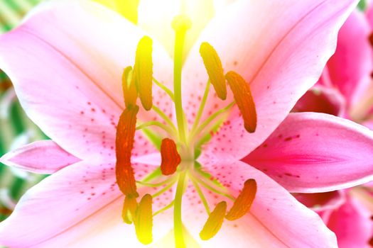 Lily