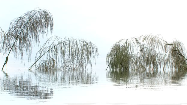 grass
