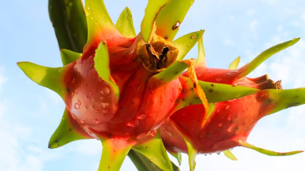 dragon fruit and the sky