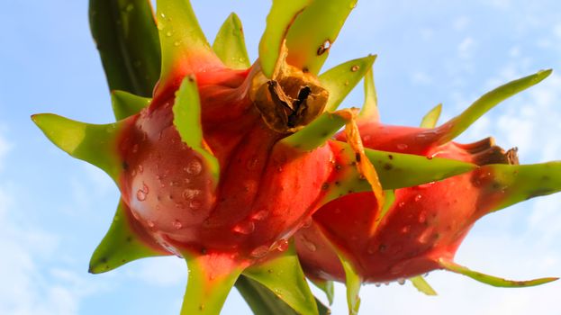 dragon fruit and the sky