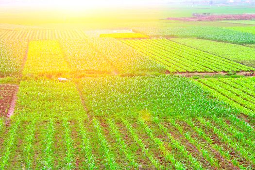 field of vegetables