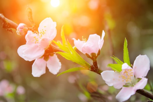 peach flowers