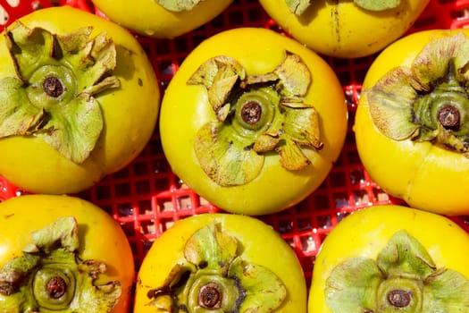 The persimmons in the basket