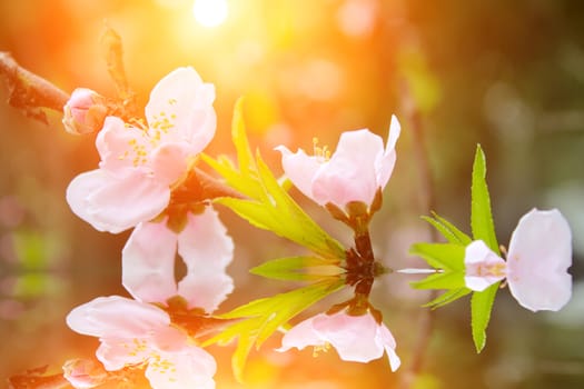 peach flowers