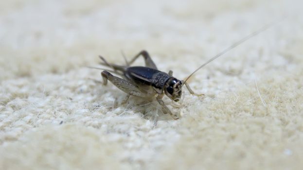 
the crickets