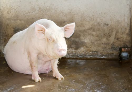 pigs in the barn