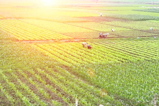 field of vegetables