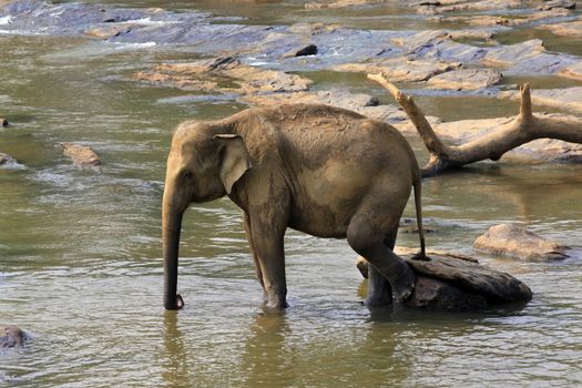 Indian elephant. Pinnawela Elephant Orphanage on Sri Lanka