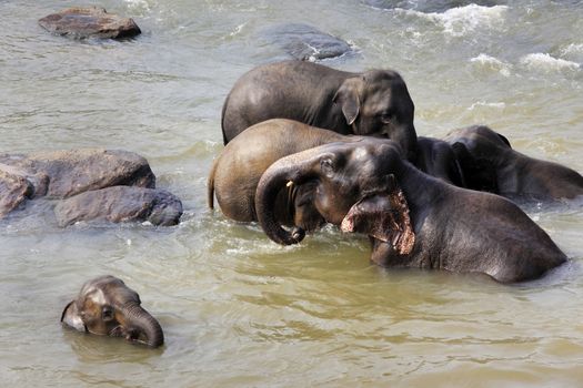 Family of Indian elephants. Pinnawela Elephant Orphanage on Sri Lanka