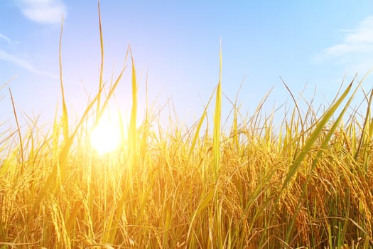 rice field