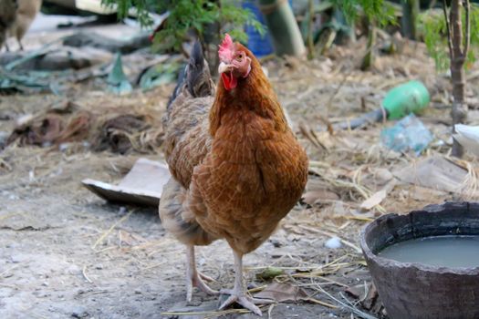 chicken in the garden