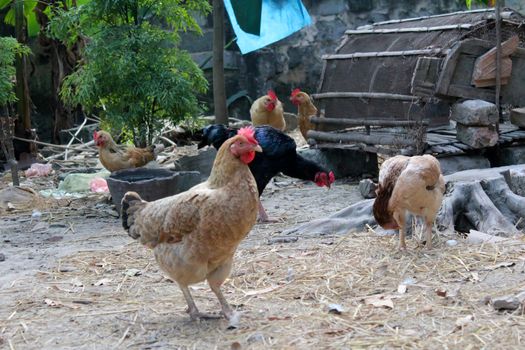 chicken in the garden

